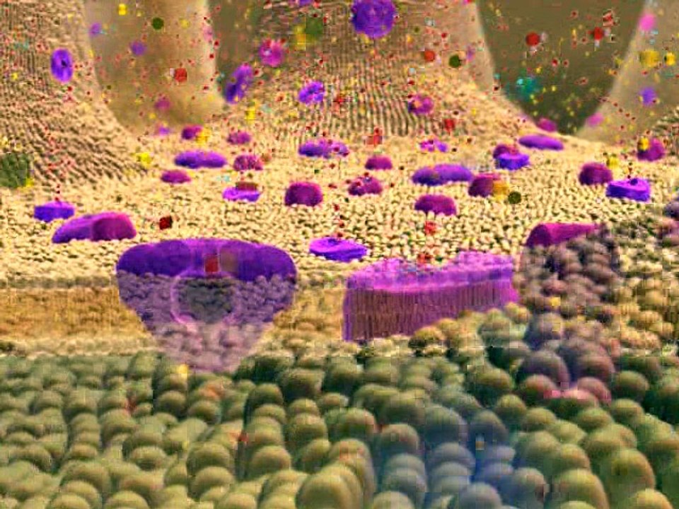 Membrane Transport