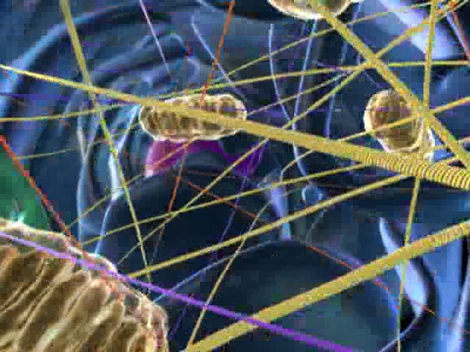 Mitosis