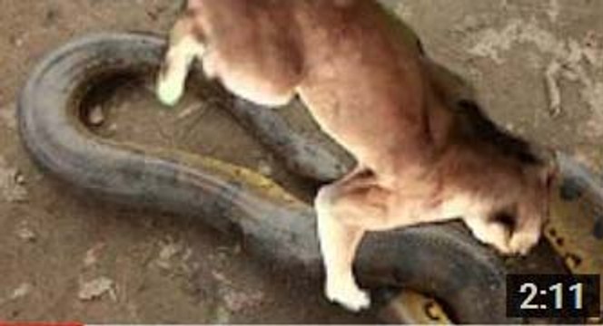 Anaconda snake vs Jaguar. Python vs lion Animal Attacks Wild
