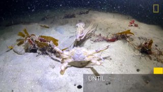 Octopus vs. Crab Battle Takes an Unexpected Turn | National Geographic