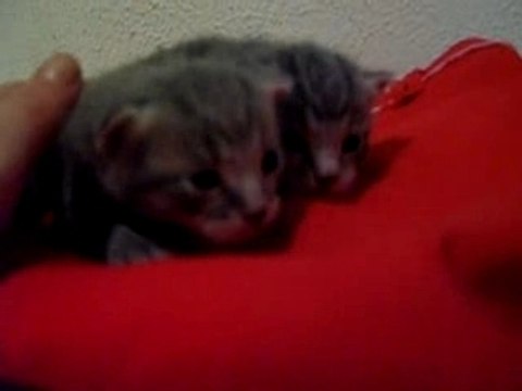 chatons gris nés au mois d'octobre 2007