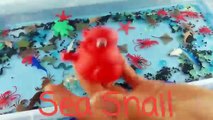 Animaux des ballons enfants coloré enfants apprentissage des noms océan Mer les tout-petits eau popping ba