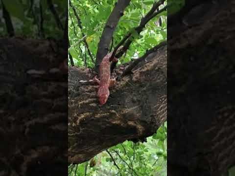 Predatory Lizards Force Snake Off Their Tree Branch