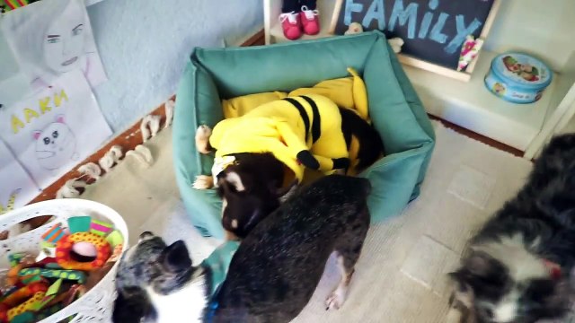 ЮМИ В ШКОЛУ! ВРЕДНЫЙ РЕБЕНОК НЕ ХОЧЕТ УЧИТЬСЯ РОДИТЕЛИ ЗАСТАВЛЯЮТ! ЭЙВАН И СОФИ ВСПОМИНАЮТ ШКОЛУ