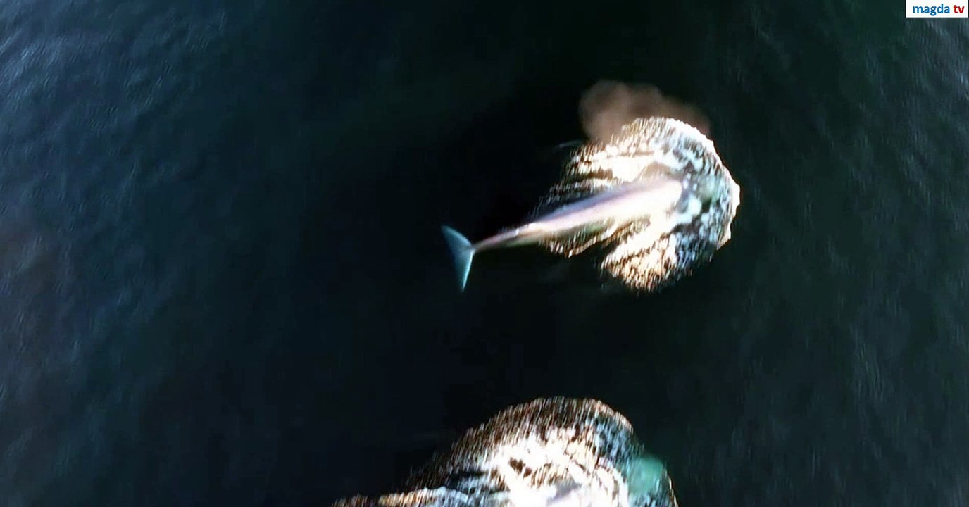 blue whale attack Blau wahl