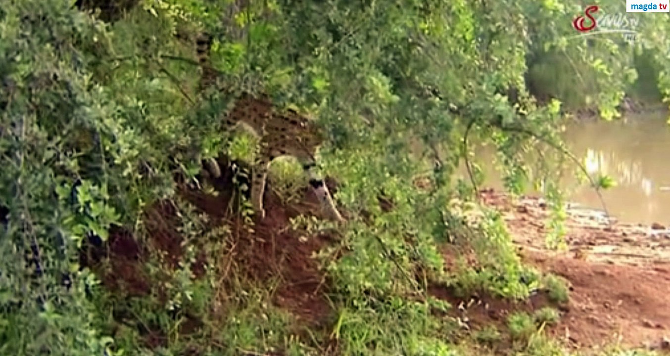 Lion vs Hyena afrikas wild life (Wilde lebens auf africa) big cats-lions Deutsch