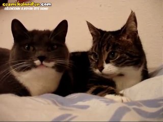 Yan Yana İki Lafın Belini Kıran Kedicikler