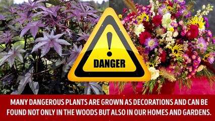 11 Deadly Plants You’d Better Stay Away From-ofBg9j_Zlm4
