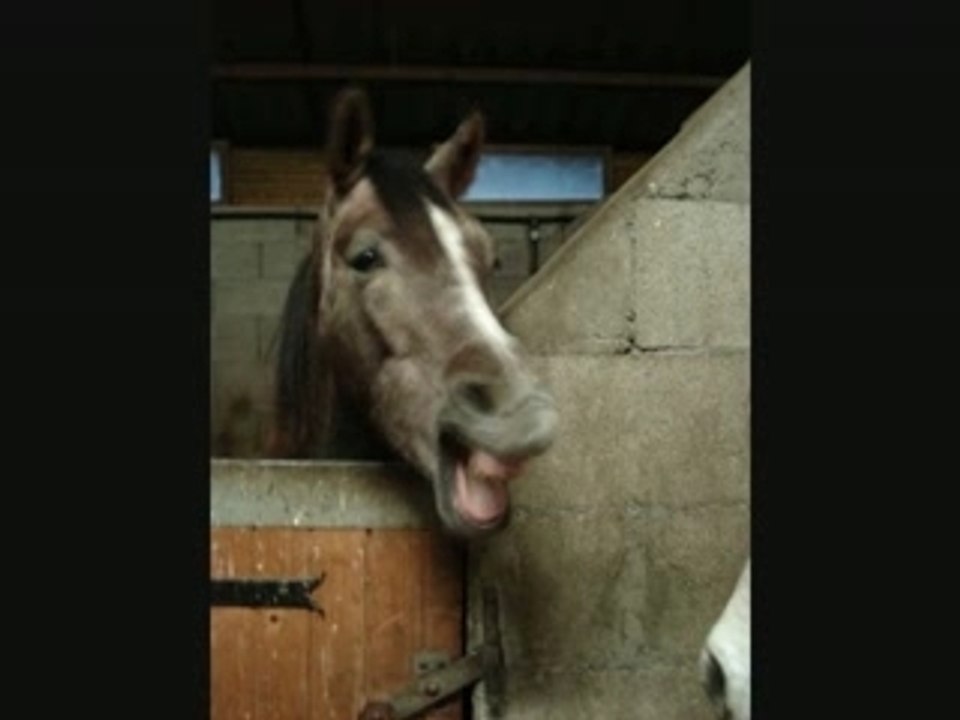 mon centre equestre