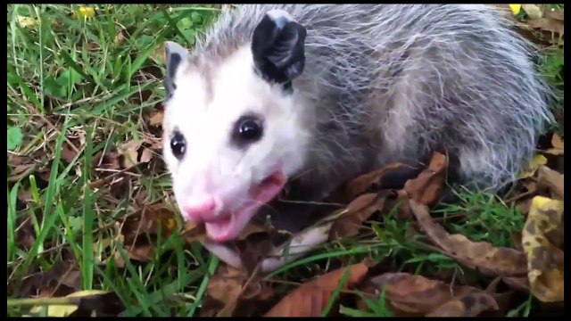 Top 10 sinh vật có cách phòng vệ bá đạo trong thế giới tự nhiên