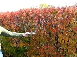 Ma chère Sam c'est à ton tour....