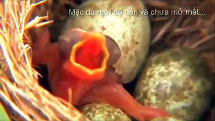 Sự ác độc của loài chim tu hú