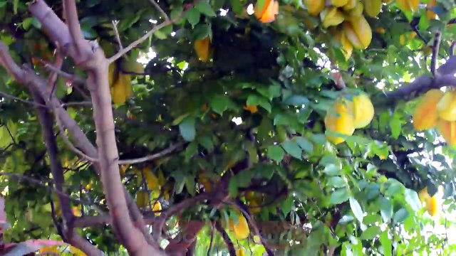 Những cách chữa nhiệt miệng nhanh gọn mà hiệu quả thần tốc