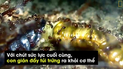 Bị bầy kiến lửa bao vây xé xác, gián mẹ vẫn kiên quyết sinh con