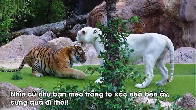 Không thể rời mắt với hình ảnh những sinh vật bị bạch tạng trên thế giới