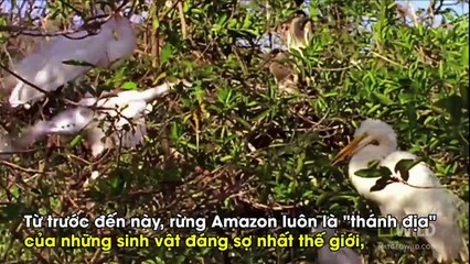 Chú cò ngã xuống sông Amazon, chỉ trong vài giây liền hóa thành xương trắng