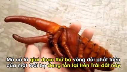 Cận cảnh loài bọ khổng lồ mang dáng dấp như sinh vật ngoài hành tinh
