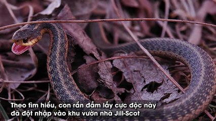 Kinh hoàng rắn đứt đầu vẫn vùng vẫy cử động muốn cắn người