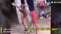 Đoạn clip quay tại Trung Quốc ghi lại cảnh người đàn ông đang túm đuôi con chuột khổng lồ,