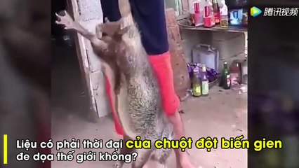Đoạn clip quay tại Trung Quốc ghi lại cảnh người đàn ông đang túm đuôi con chuột khổng lồ,