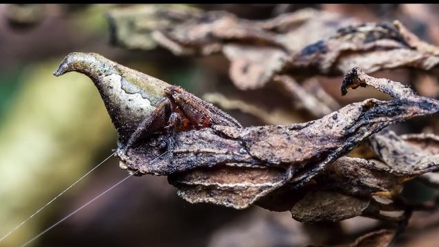 Những sinh vật huyền bí có thật trên Trái Đất và nơi tìm ra chúng