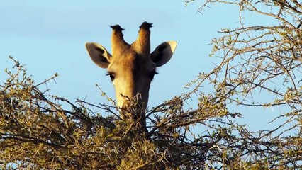 Màn tập kích hươu cao cổ của bầy sư tử