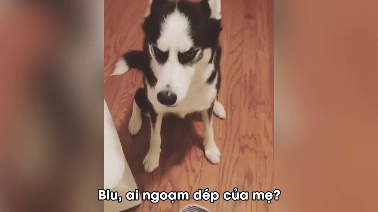 Husky chối tội, cãi lại mẹ chem chẻm chem chẻm