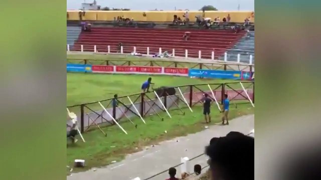 Lễ hội chọi trâu Đồ Sơn:tuyển thủ trâu điên húc trọng thương một người