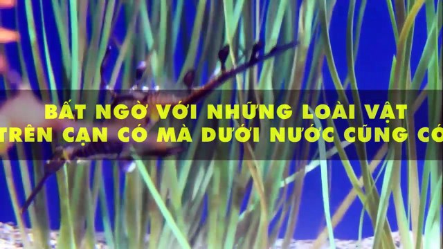 Bất ngờ với những loài vật mới lạ trên cạn có mà dưới nước cũng có