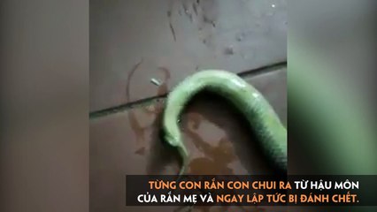 Kinh hoàng chứng kiến rắn đứt đầu vẫn cố “đẻ con”