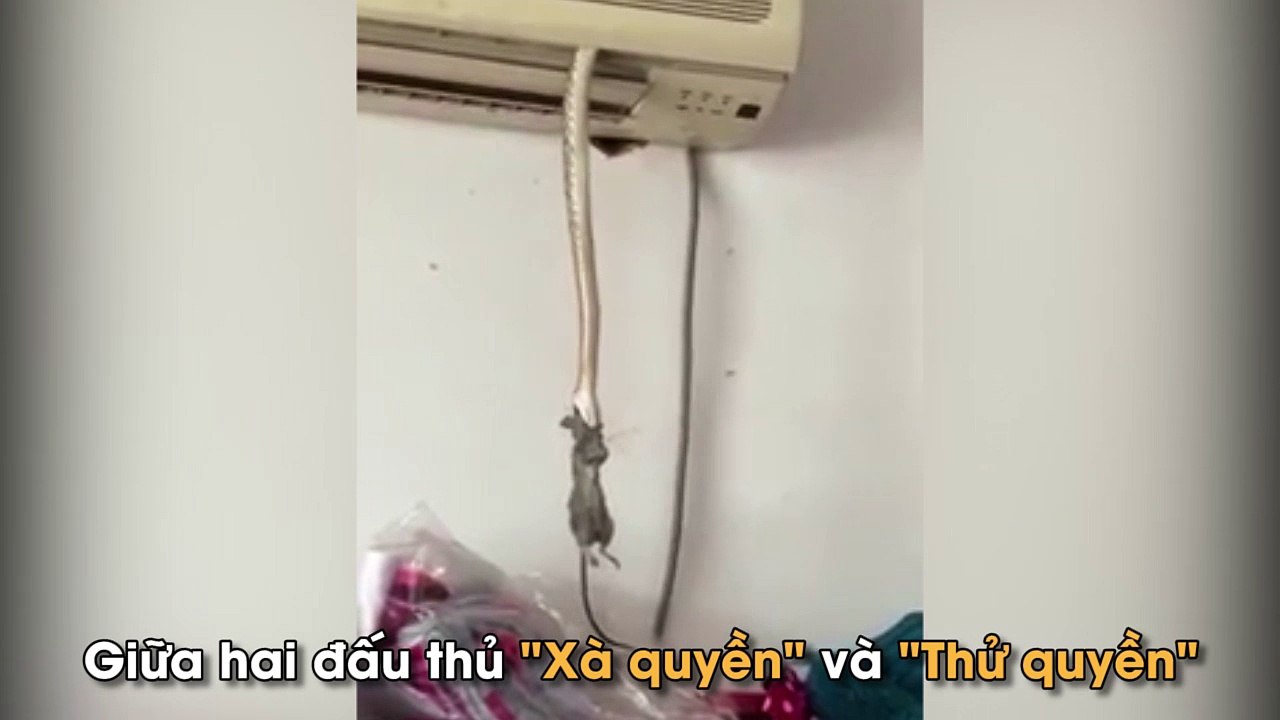 Kinh hoàng cảnh rắn tha chuột vào trong máy lạnh
