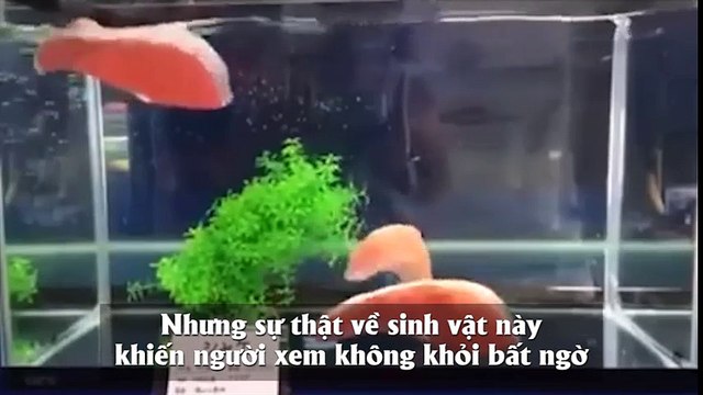 Giải mã bí ẩn vật nuôi có hình dạng như khúc cá đang được CĐM săn lùng