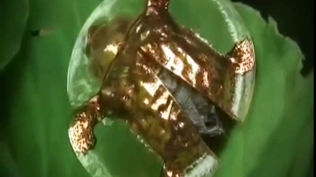 15 loài vật được coi là “những kẻ quái dị” của thiên nhiên