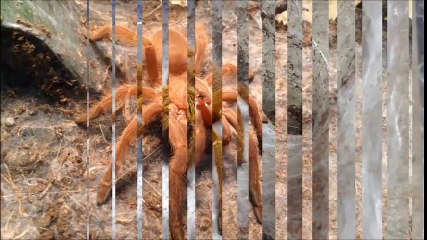 Cận cảnh 1 giờ đau khổ quằn quại lột xác của siêu nhện Tarantula