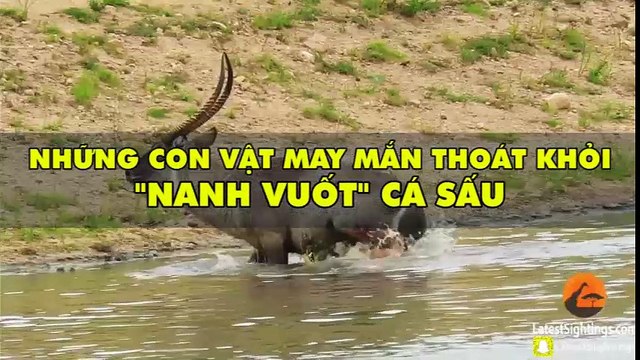 Những con vật may mắn thoát khỏi “nanh vuốt” cá sấu