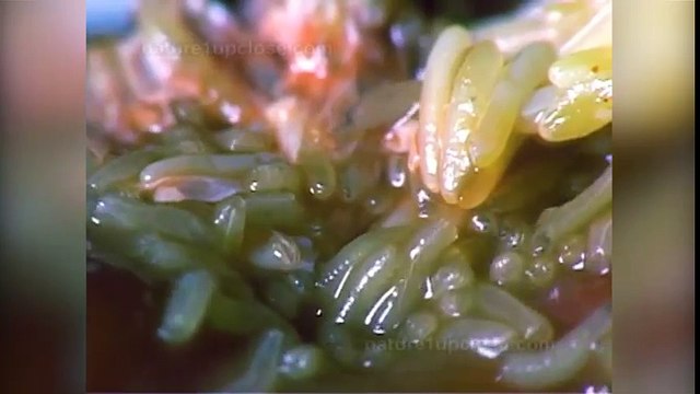 Rùng mình chứng kiến những sinh vật đáng sợ nhất trái đất sinh con