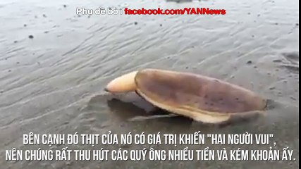 Cảnh quay hiếm gặp của con tu hài khiến người xem có suy nghĩ đen tối