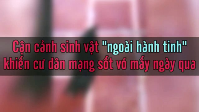 Cận cảnh sinh vật ngoài hành tinh khiến cư dân mạng sốt vó mấy ngày qua