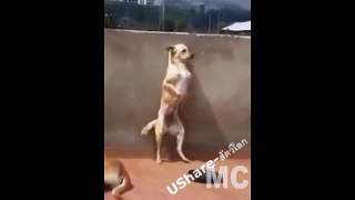 Funny Sexy & Dancing Dog