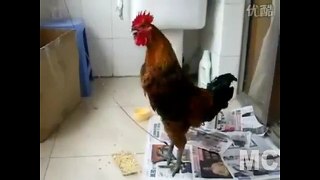 Funny Chicken with diferent place .