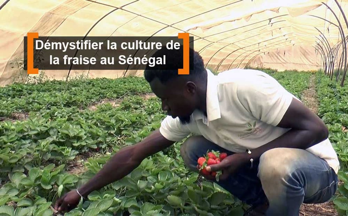Démystifier la culture de la fraise au Sénégal