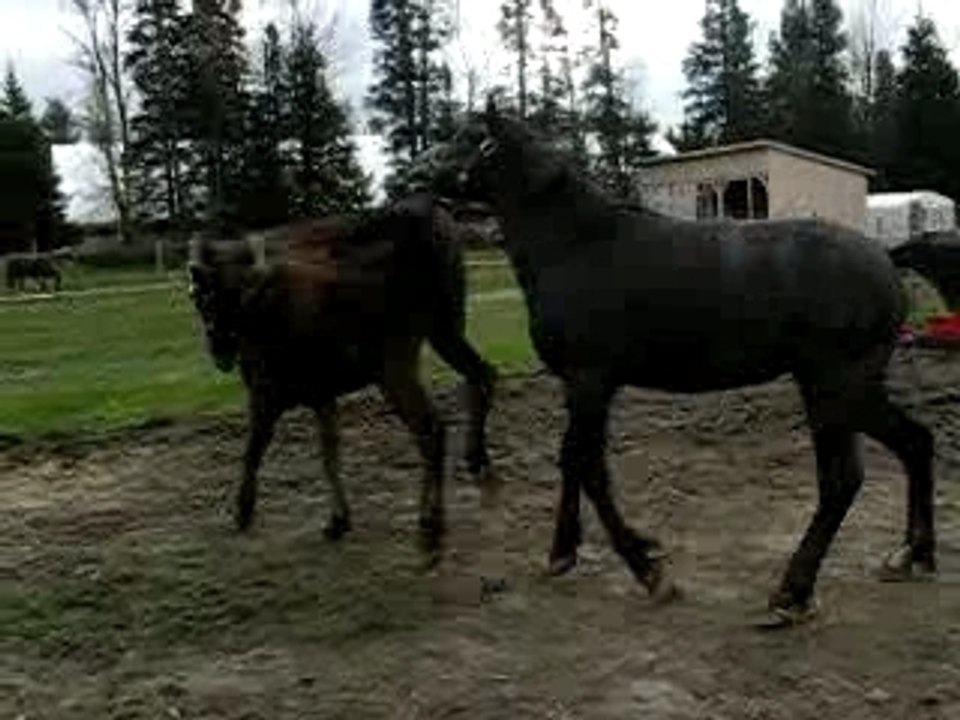 Les 2 demis-frères qui s'amusent au champ