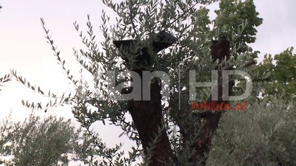 Lamtumirë të nxehtit afrikan, rikthehen stuhitë e shiut dhe erës