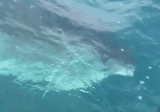 Great White Shark Circles Perth Fisherman's Boat