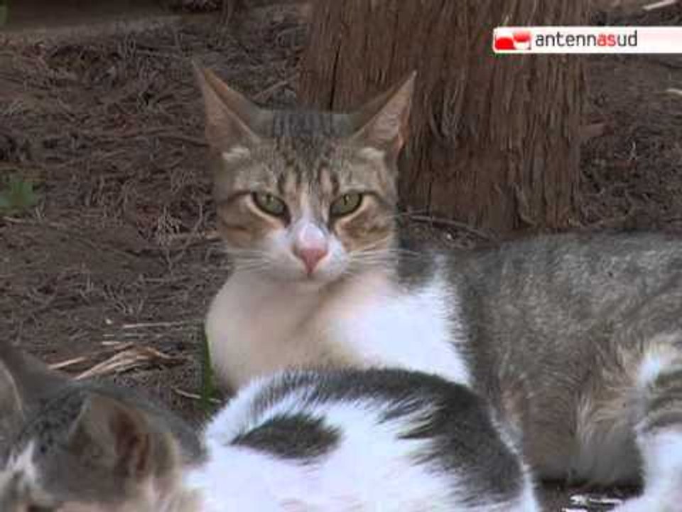 TG 07.07.12 Gatti uccisi nel cimitero di Bari, la Lav: "Forse vittime di riti satanici"