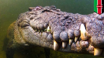 Crocodile attack: teen girl snatched and taken away by croc in front of mother’s eyes - TomoNews