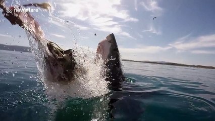 Spectacular slow motion footage of great white sharks