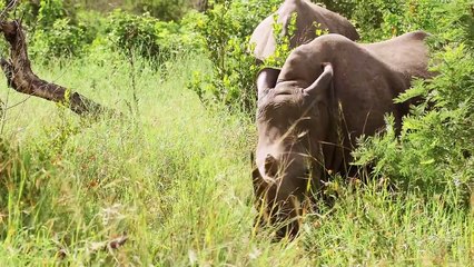 South African wildlife   Canon C1001080p(720p)