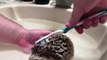 Nettoyage d'un hérisson : à la brosse à dents !! Trop mignon :)