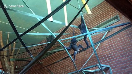 Super cute baby bonobos larking around